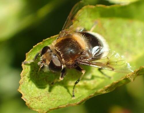Réf. 211 538 : Eristalis intricaria